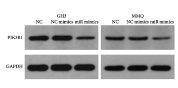PI3K p85 alpha Antibody - Figure 5 (d) PIK3R1 is a direct target of miR-21-5p and inhibits PRL proliferation.